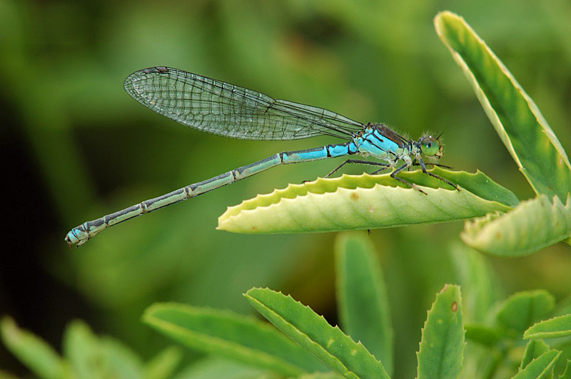 Erythromma viridulum